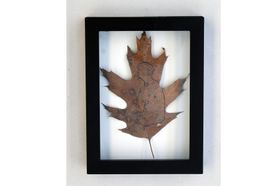 framed oak leaf